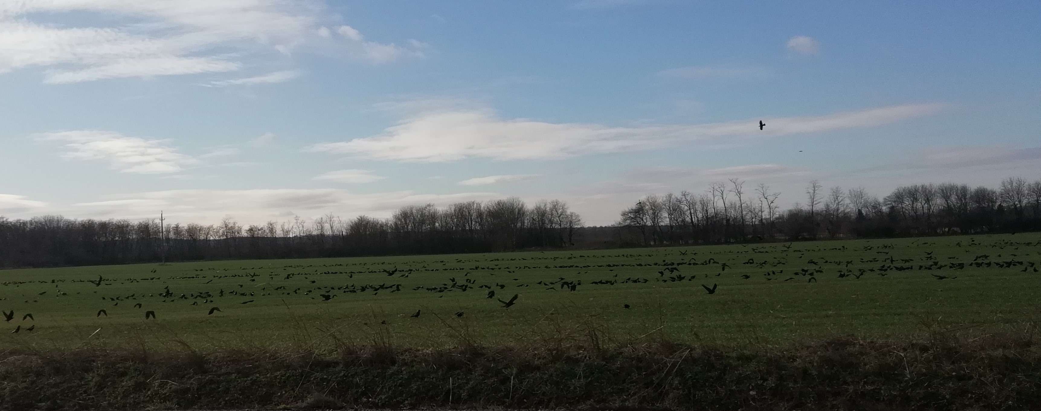 Vetési varjú (védett, 50.000 Ft/egyed) had