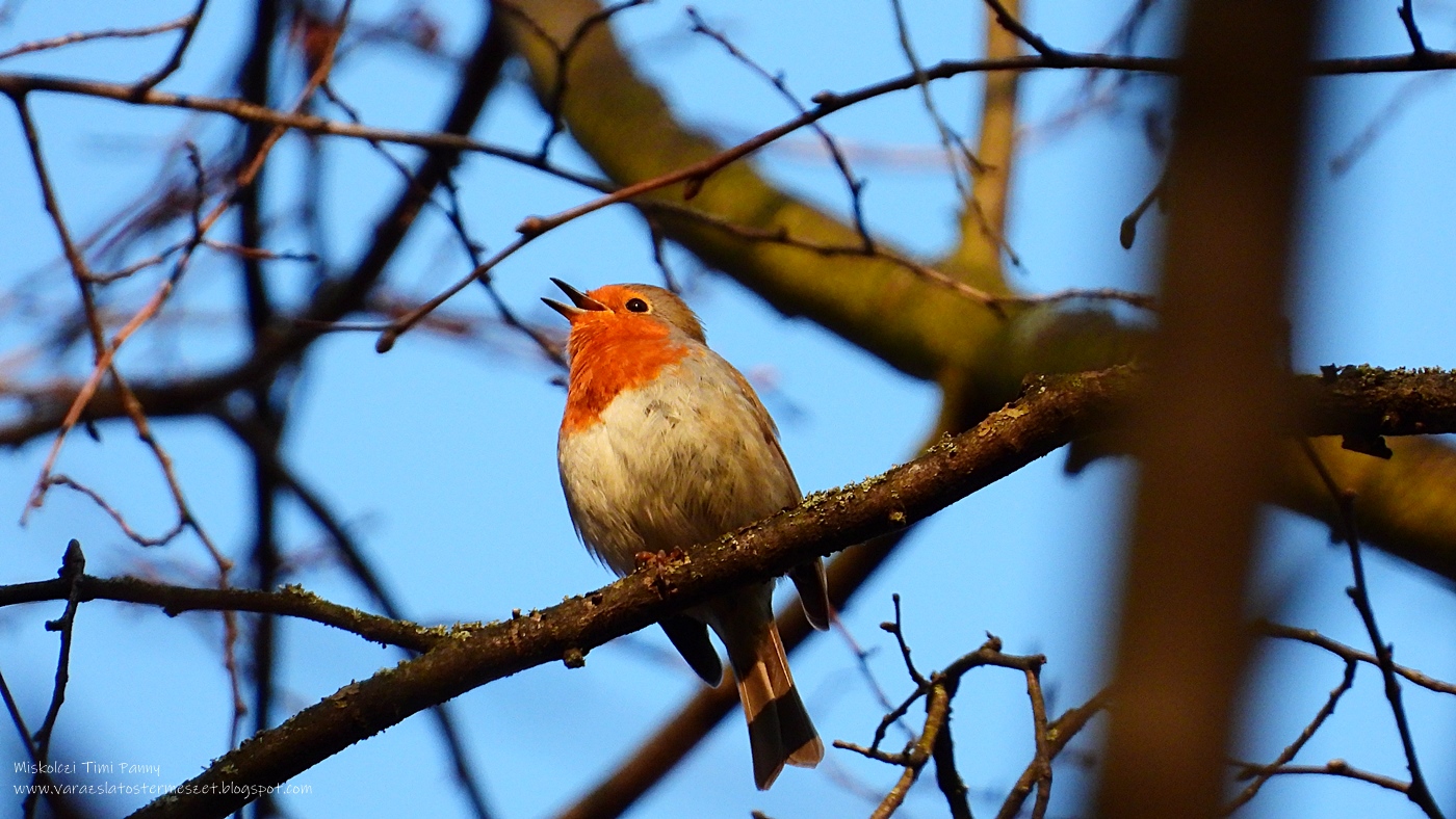 Vörösbegy - védett, 25.000 Ft/egyed