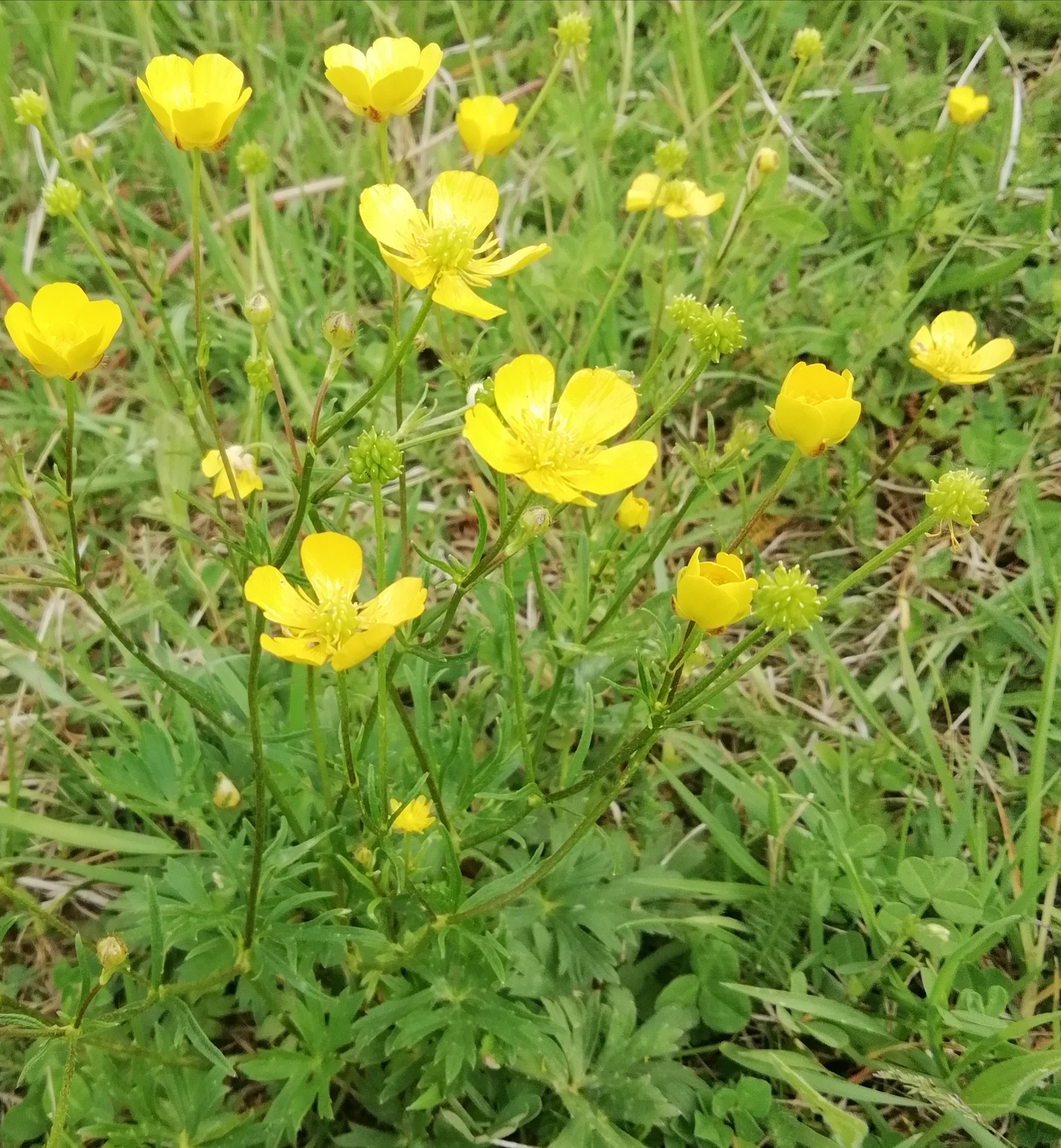 Sokvirágú boglárka (2)