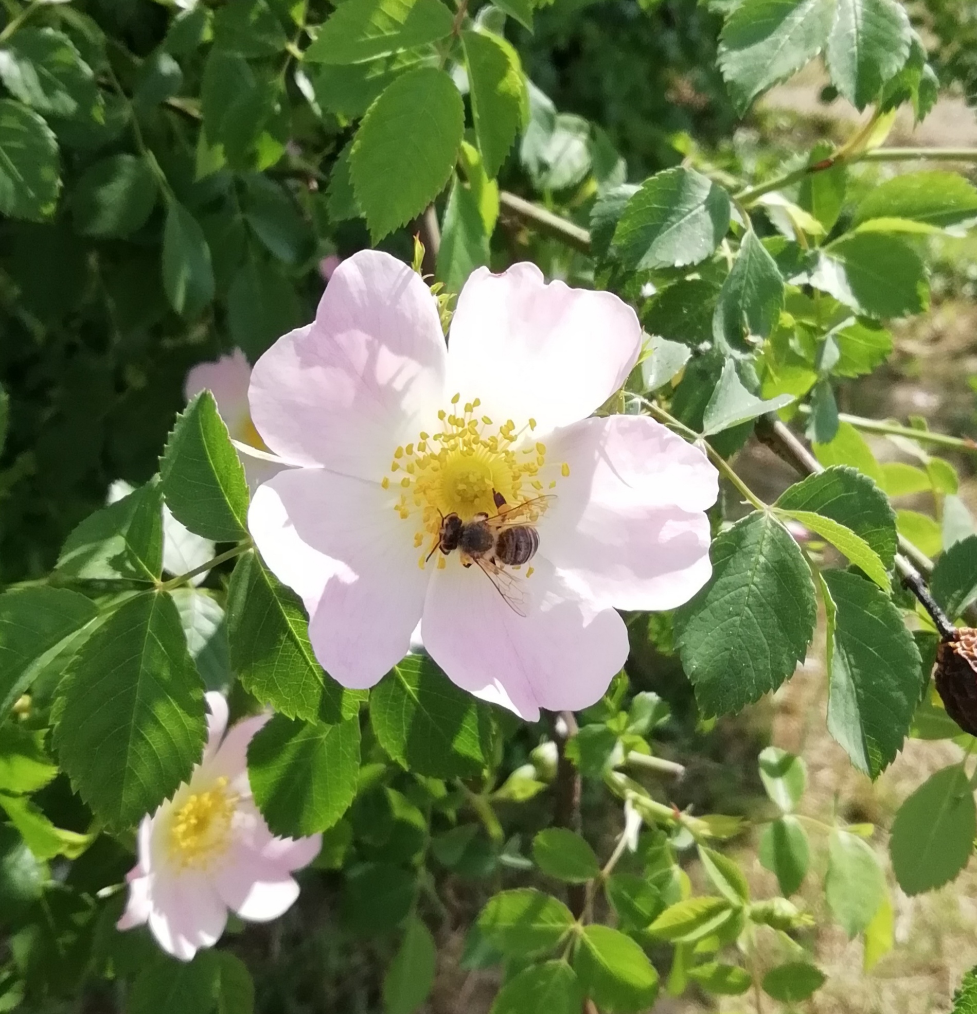 Vadrózsa virágon háziméh