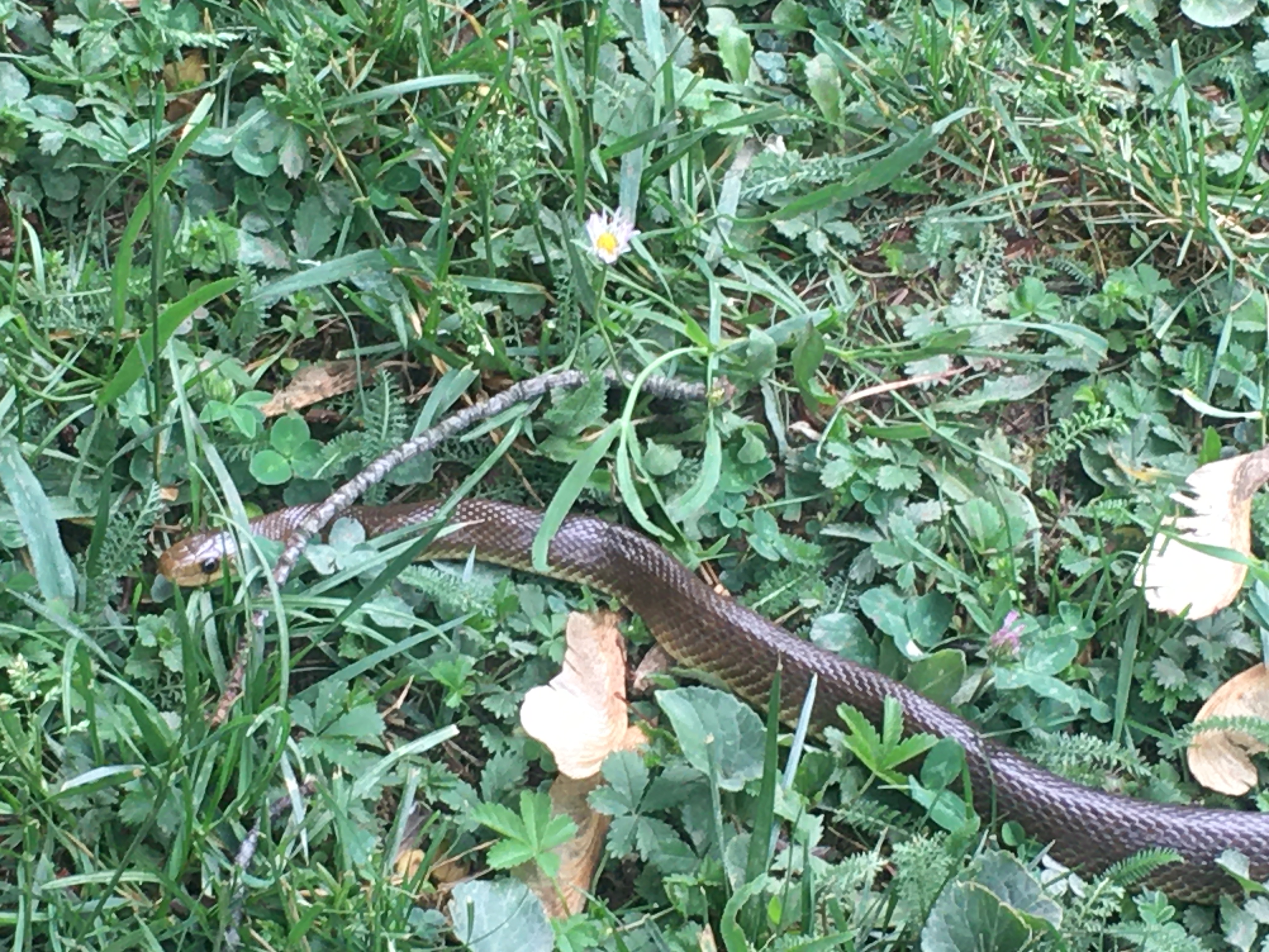 Erdei sikló - védett, 50.000 Ft/egyed