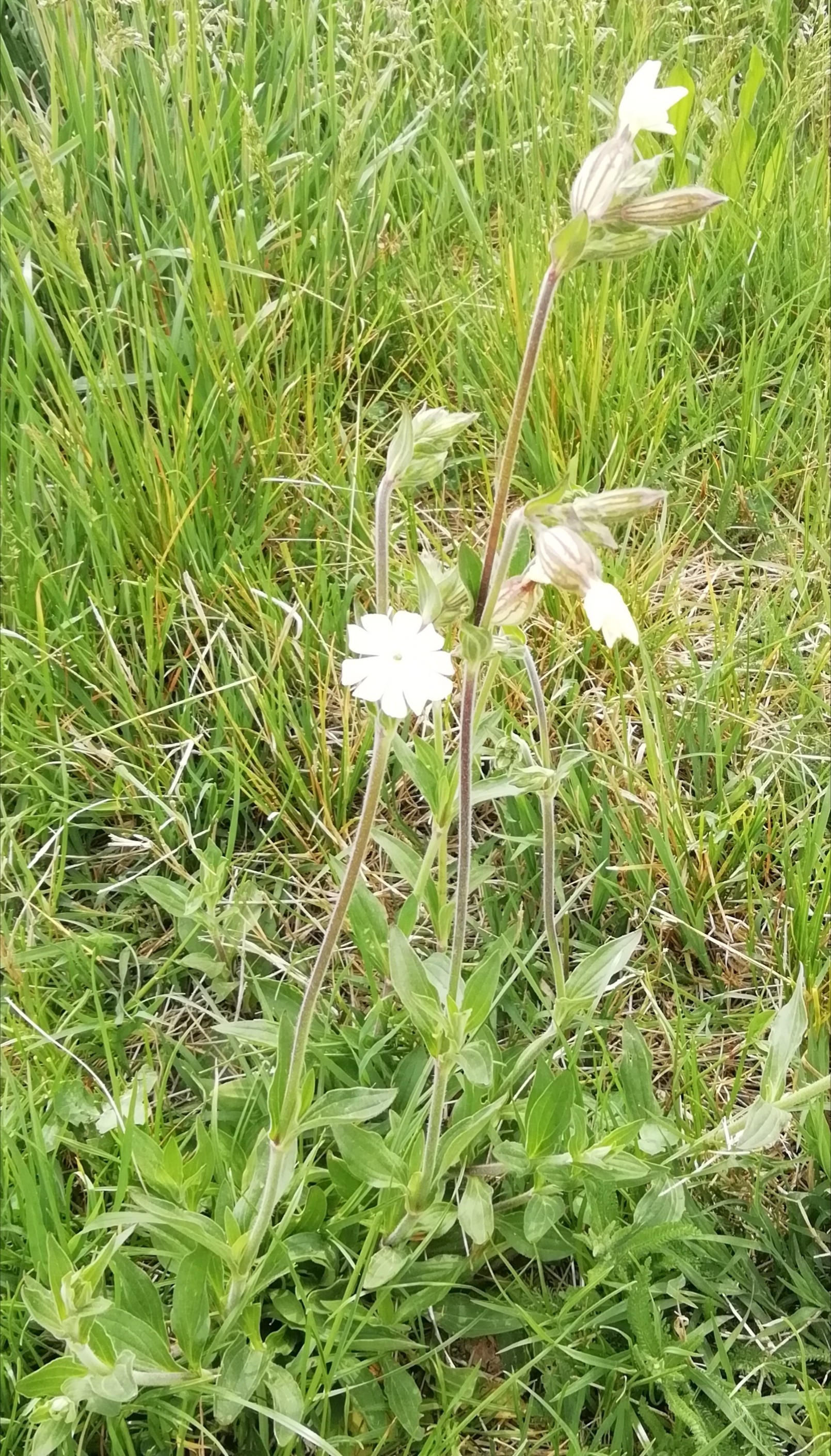Hólyagos habszegfű - füves társulásban