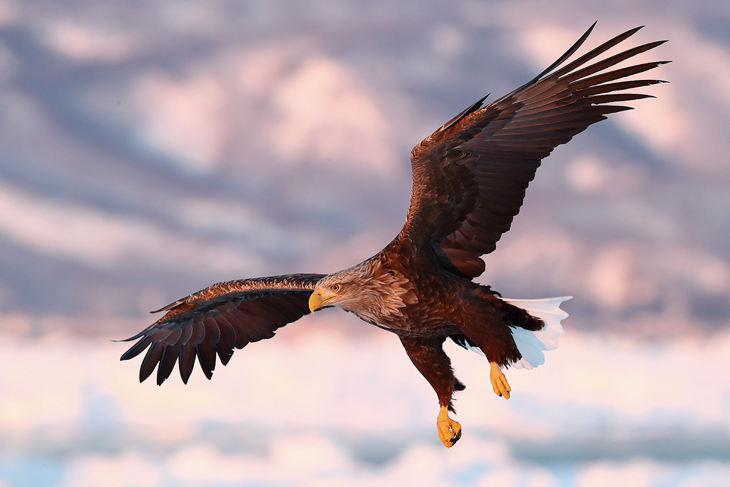 Rétisas - fokozottan védett, 1.000.000 Ft/egyed