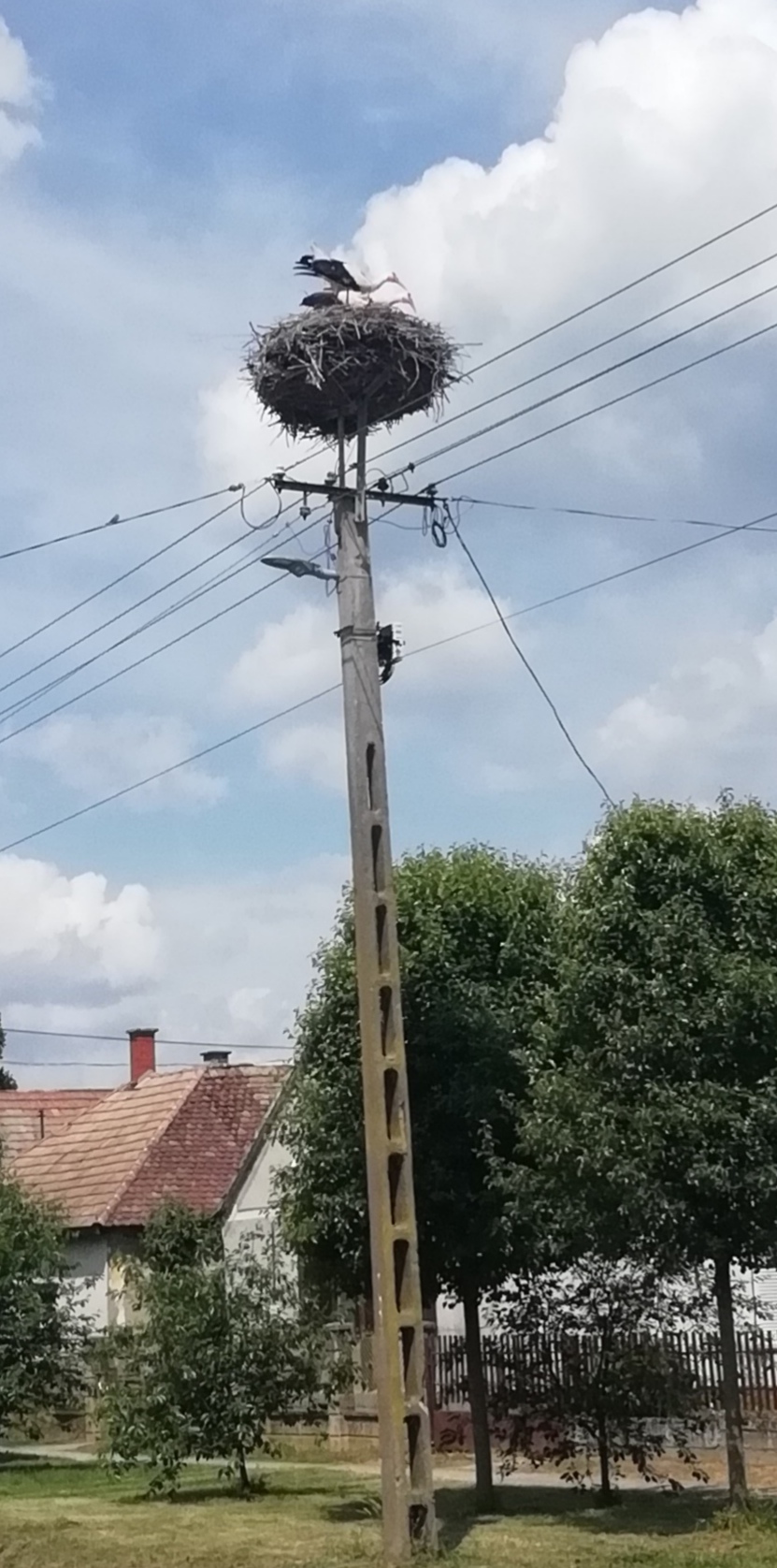 Fehér gólya (pár) - fokozottan védett, 100.000 Ft/egyed 