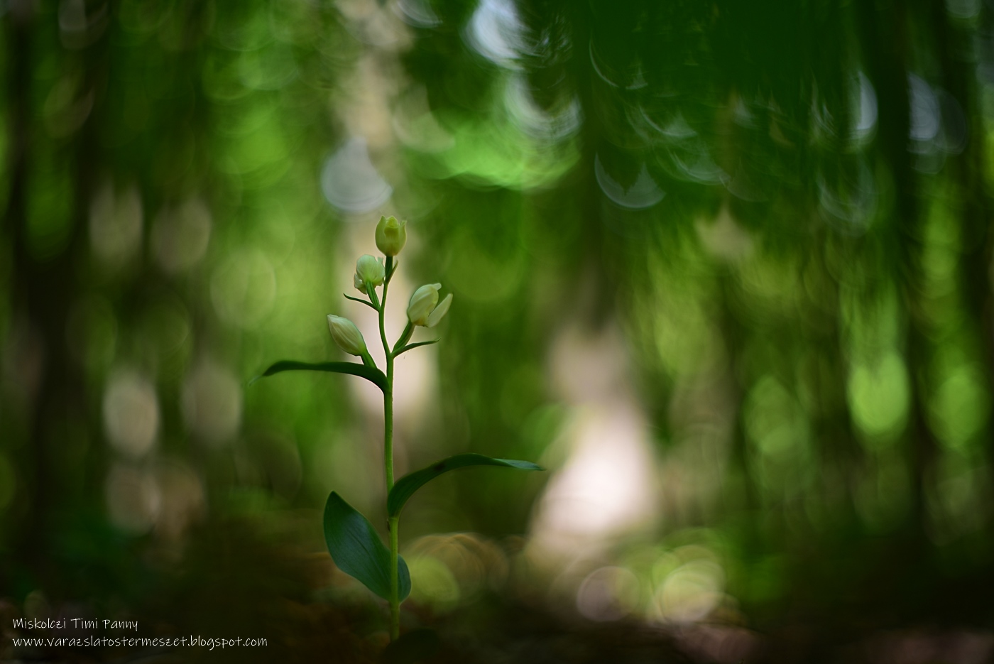 Fehér madársisak - védett, 10.000 Ft/egyed