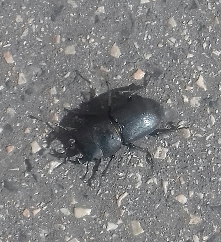 Kis szarvasbogár (2) - védett, 5.000 Ft/egyed