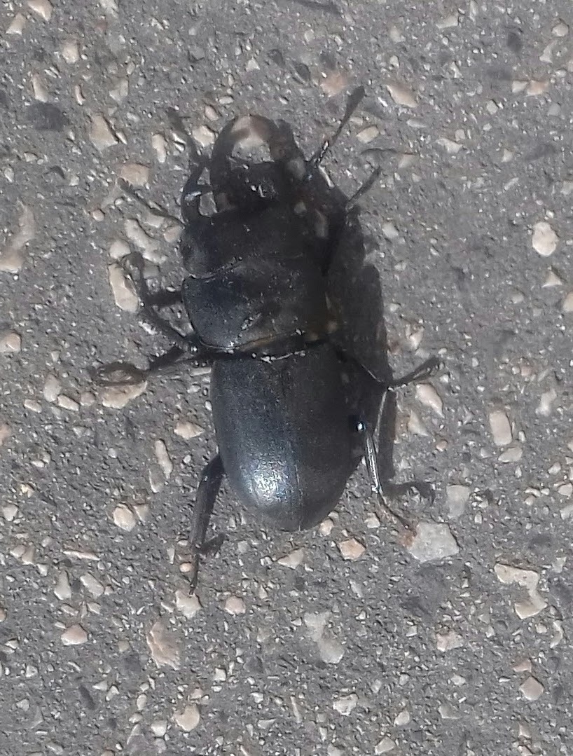 Kis szarvasbogár - védett, 5.000 Ft/egyed