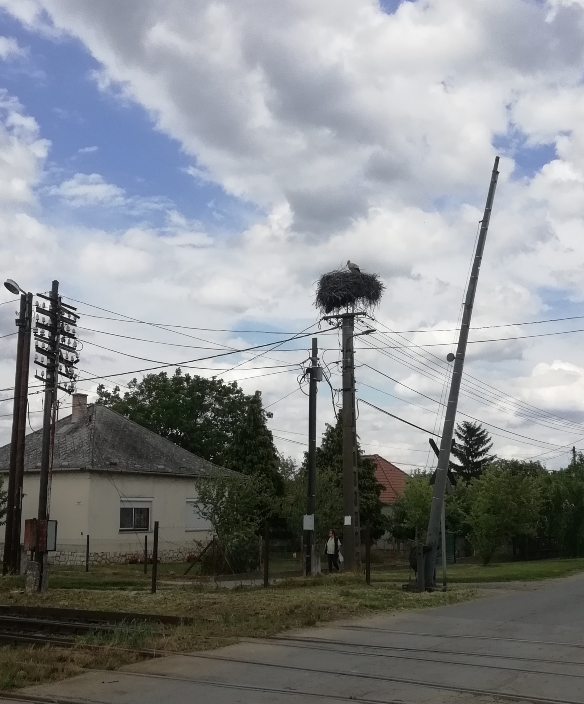 Fehér gólya lakott fészek forgalomban