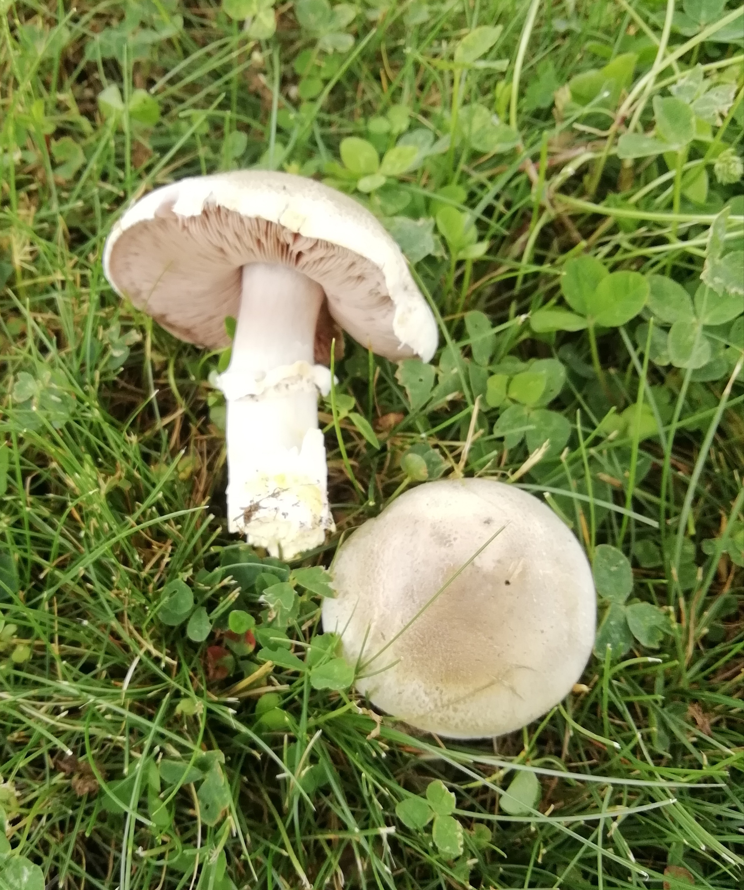 Réti (kerti) csiperke