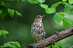 Énekes rigó - védett faj, 25.000 Ft/egyed