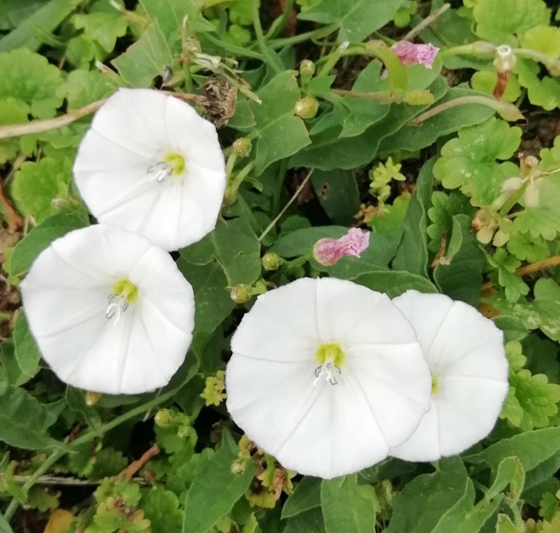 Szulák (fehér) - virágai becsukódással előre jelzik az esőt.