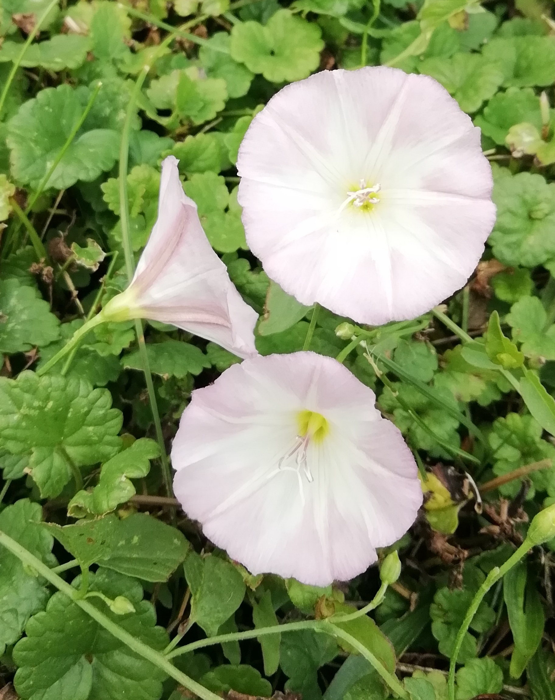 Szulák (rózsaszínű) - virágai becsukódással előre jelzik az esőt