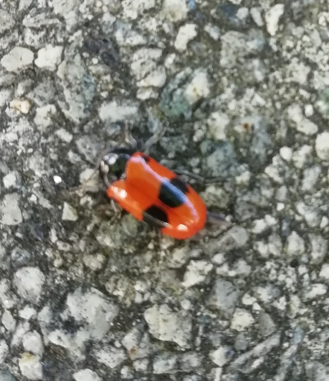 Fűzfa-zsákhordóbogár (levélbogár) - lábait behúzva halottnak tetteti magát