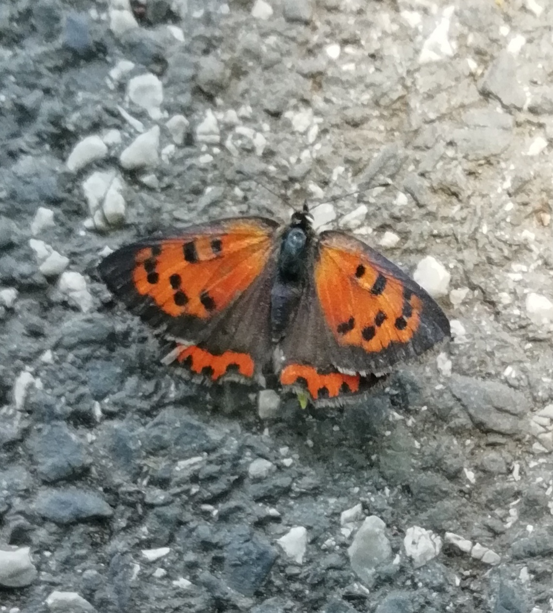 Közönséges tűzlepke (vándor lángszínér) - nőstény