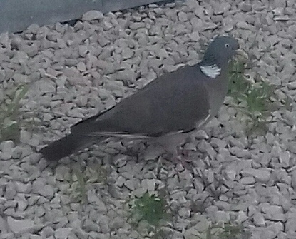 Örvös galamb - vadászható hasznos apróvadfaj