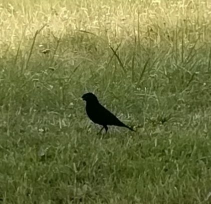 Apró fekete habitus a városi zöldön