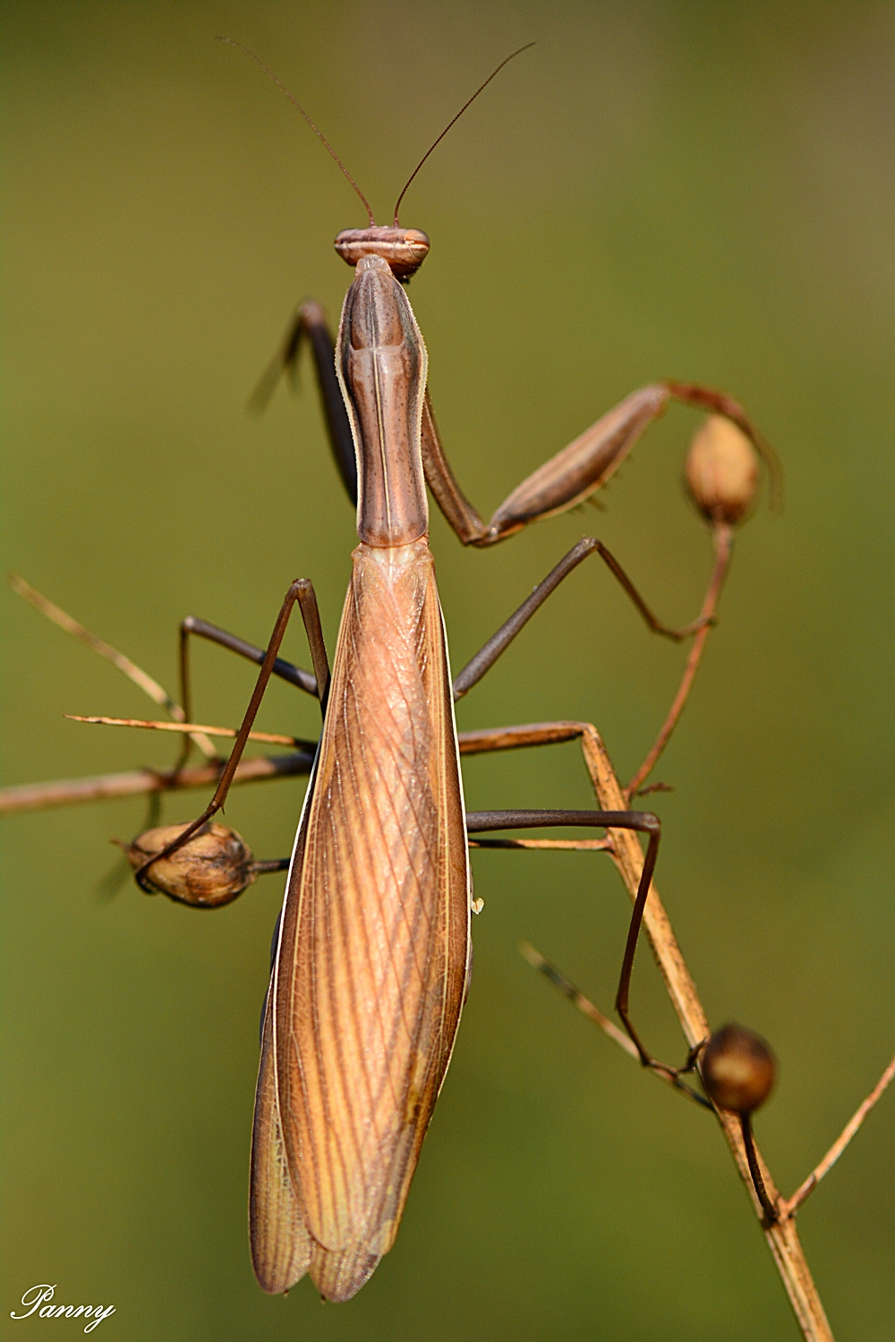 Imádkozó sáska (2)- védett, 5.000 Ft/egyed
