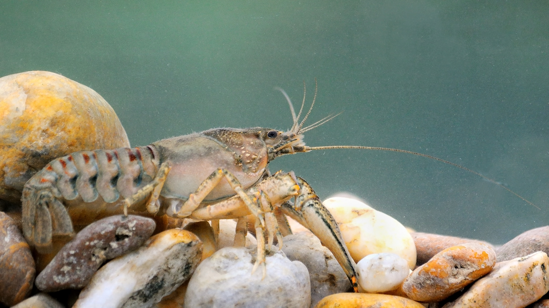 Cifrarák - inváziós faj