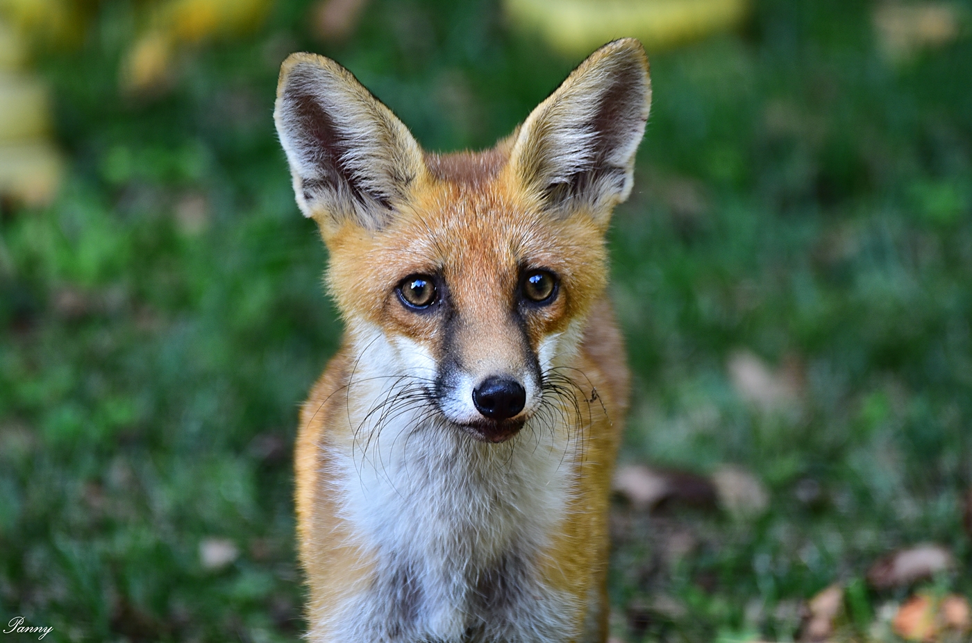 Vörös róka - vadászható vad