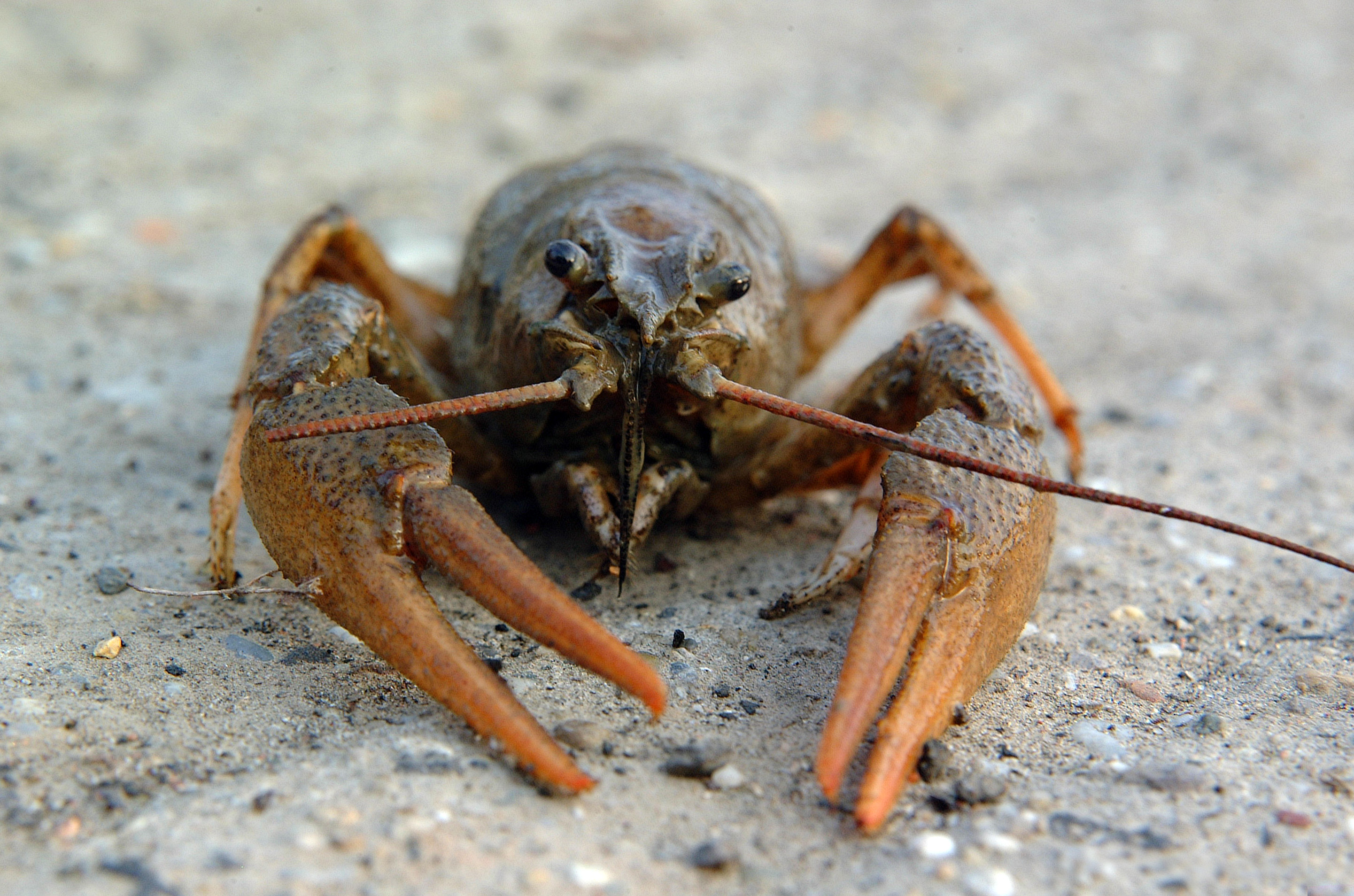 Kecskerák - védett, 50.000 Ft/egyed