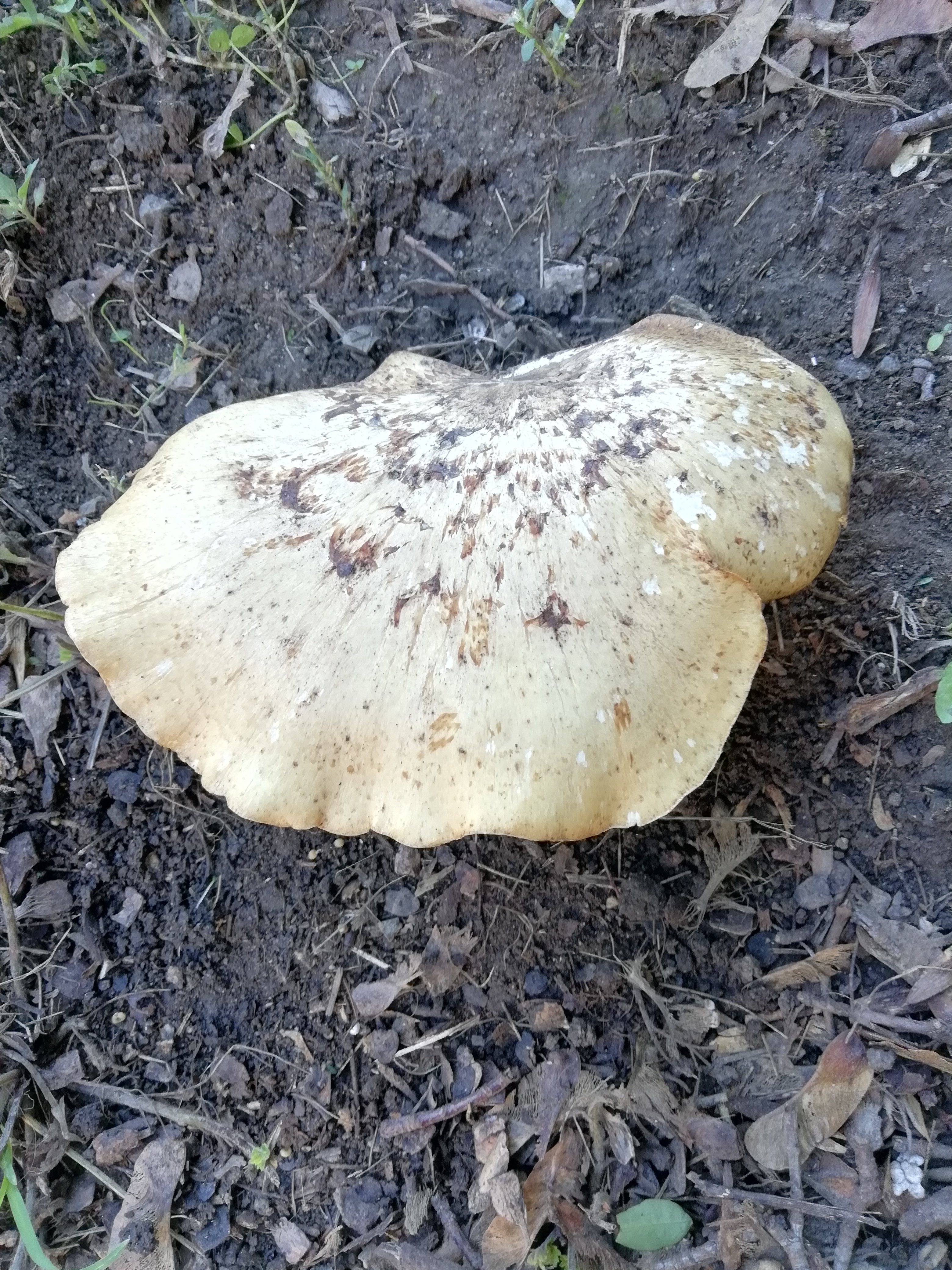 Likacsosgomba faj - felülnézet