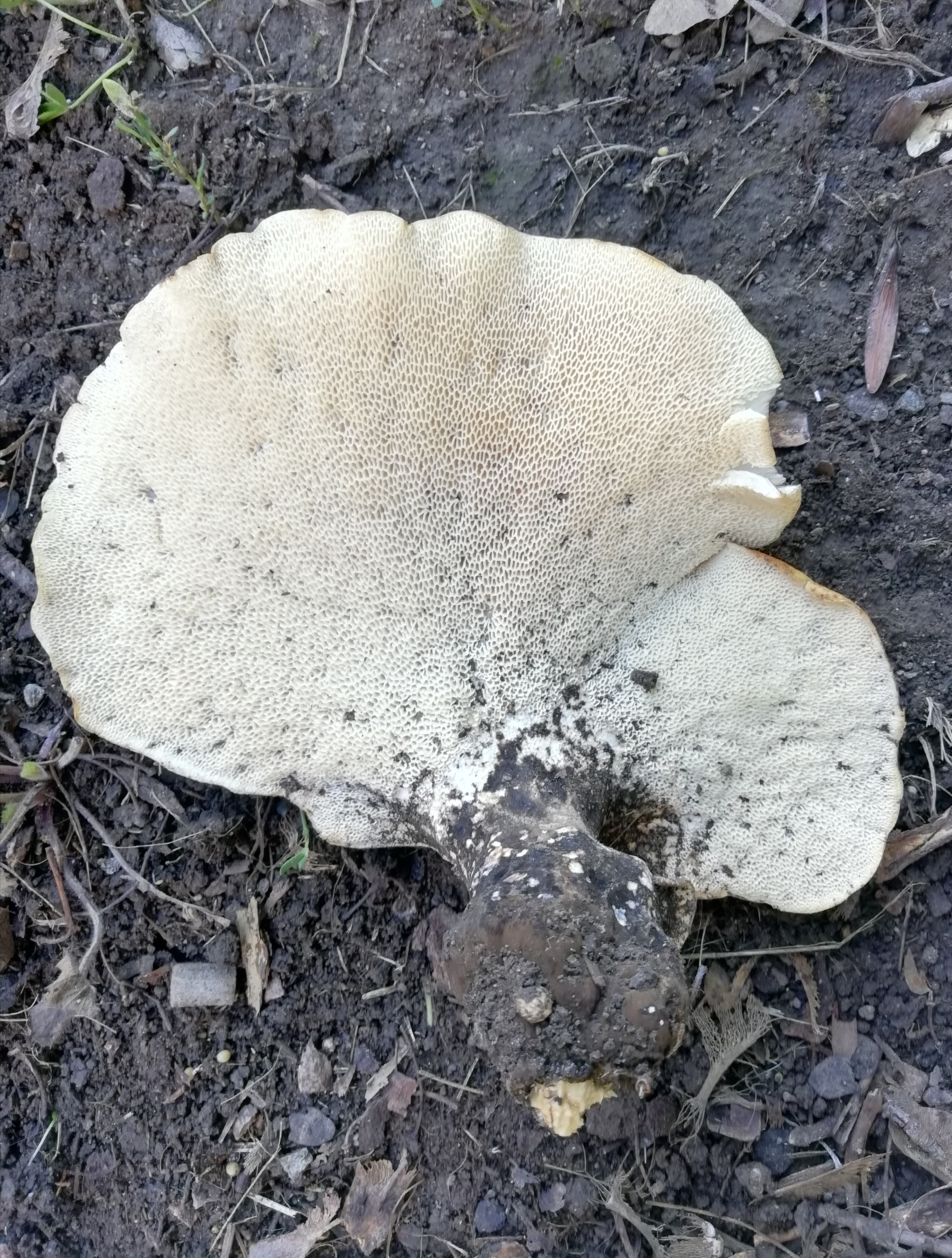 Likacsosgomba faj - alulnézet