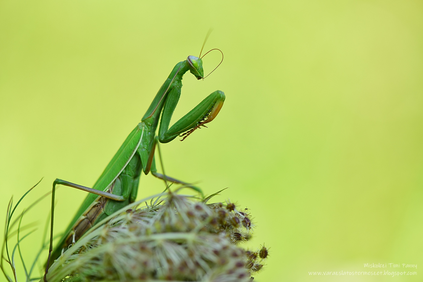 Imádkozó sáska (4)