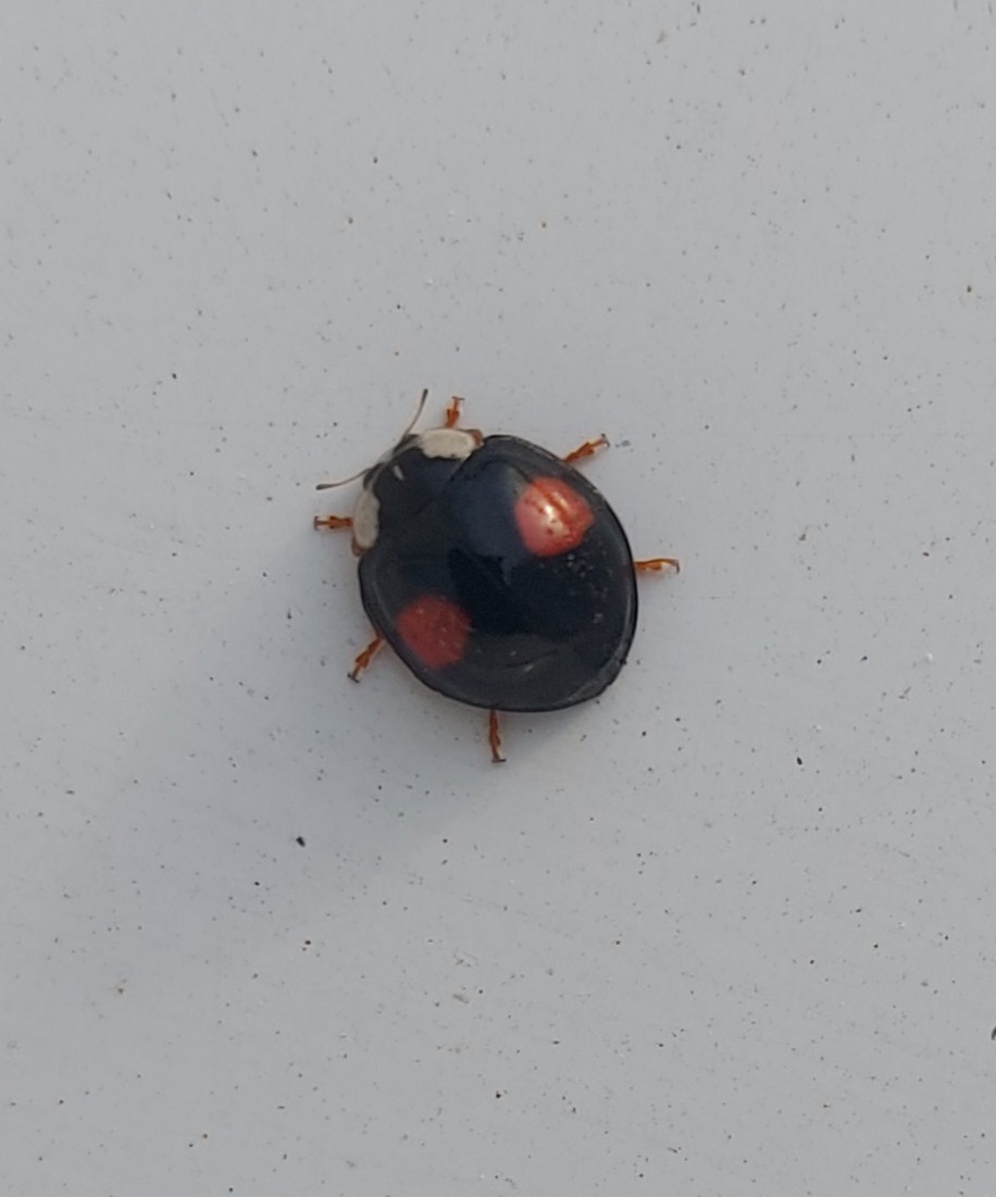 Kétfoltos harlekinkatica, f. conspicua - inváziós