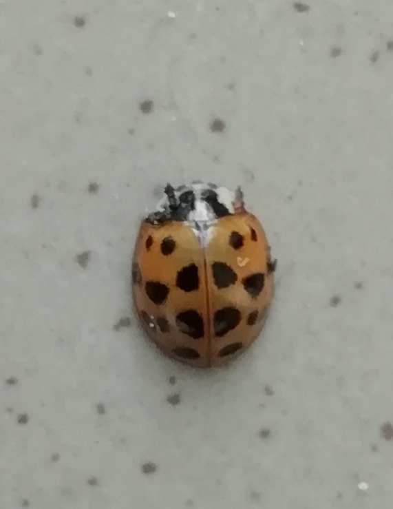 Harlekinkatica, f. succinea - inváziós