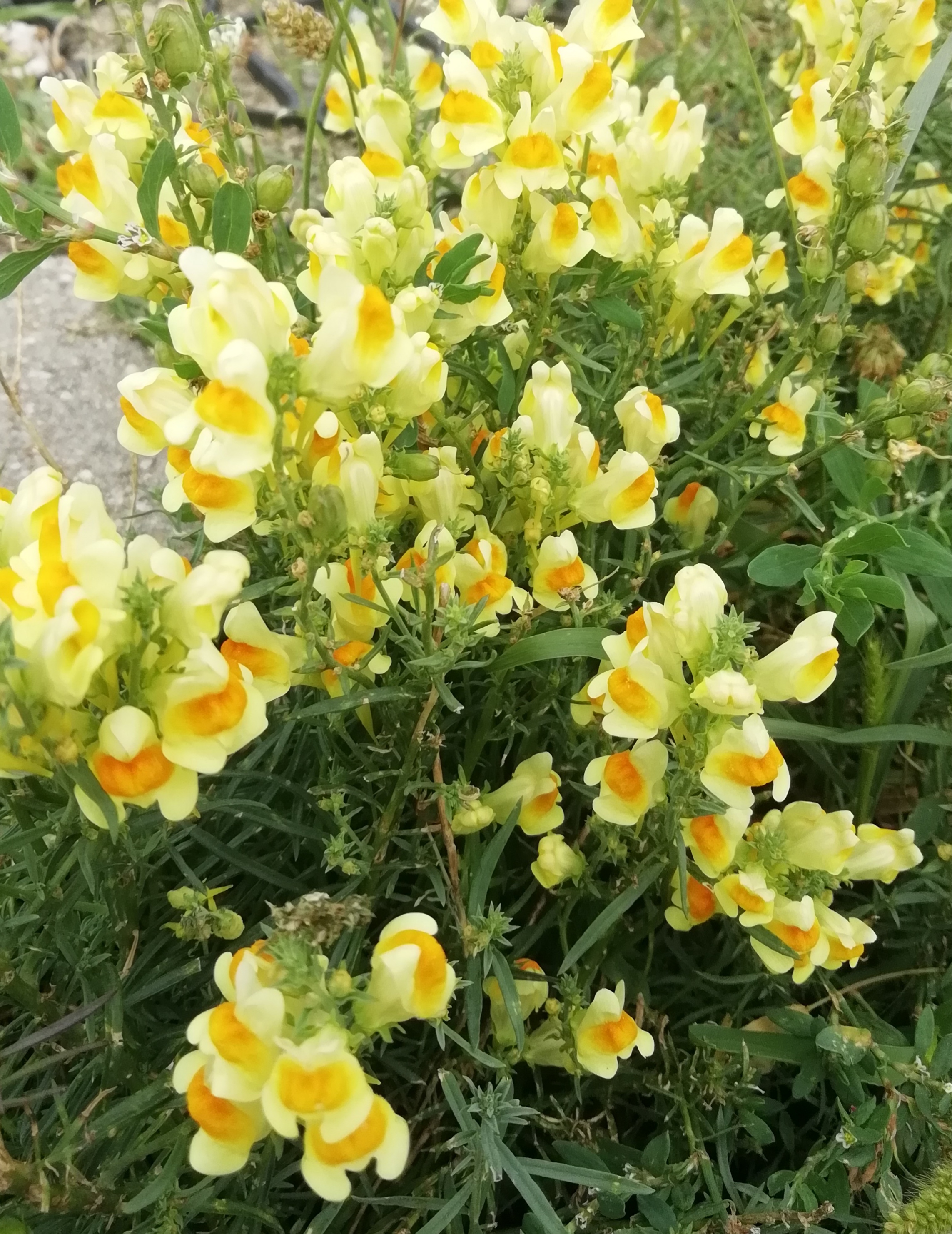 Közönséges gyújtoványfű