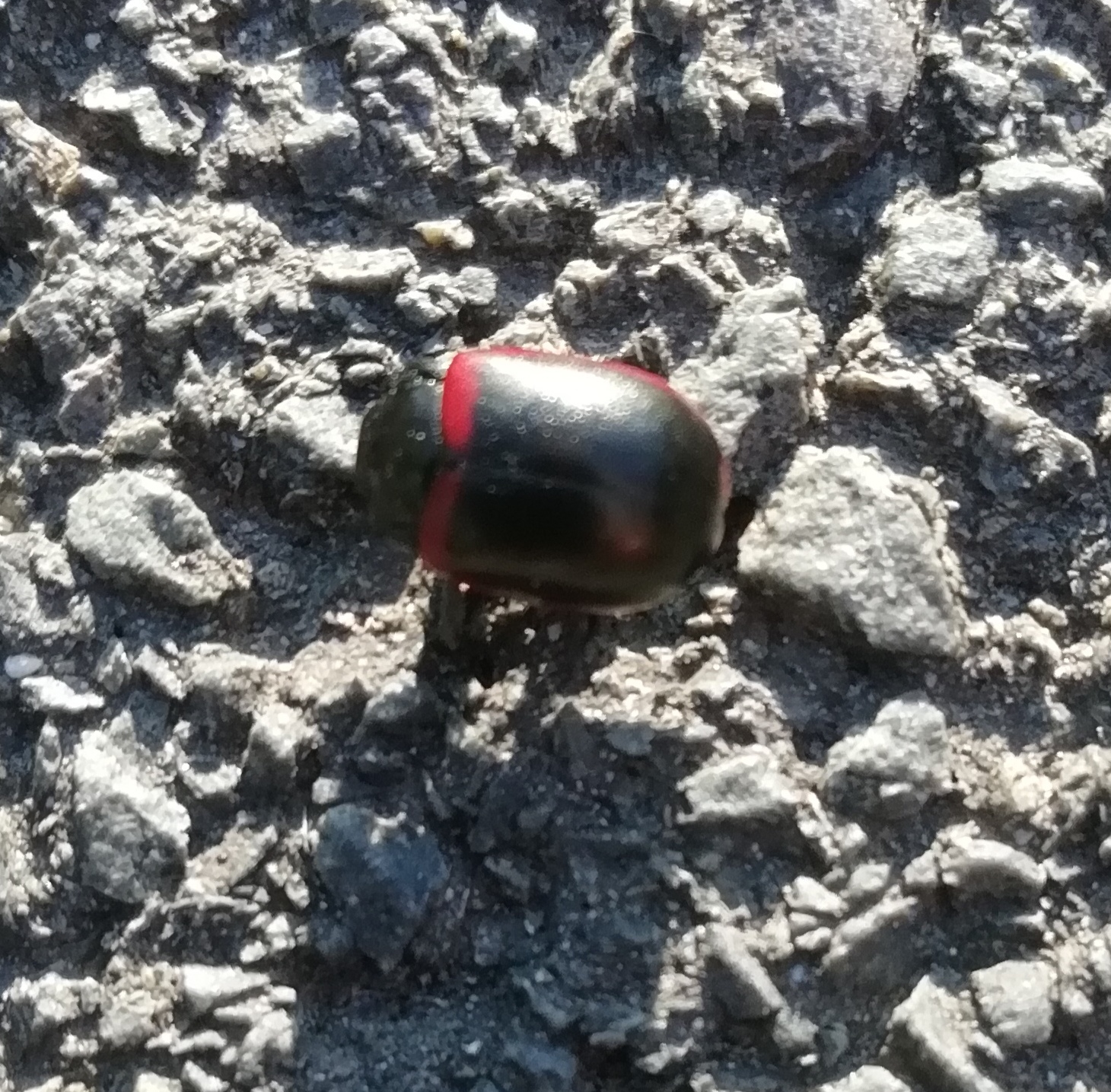 Gyújtoványfű-szegélyeslevelész