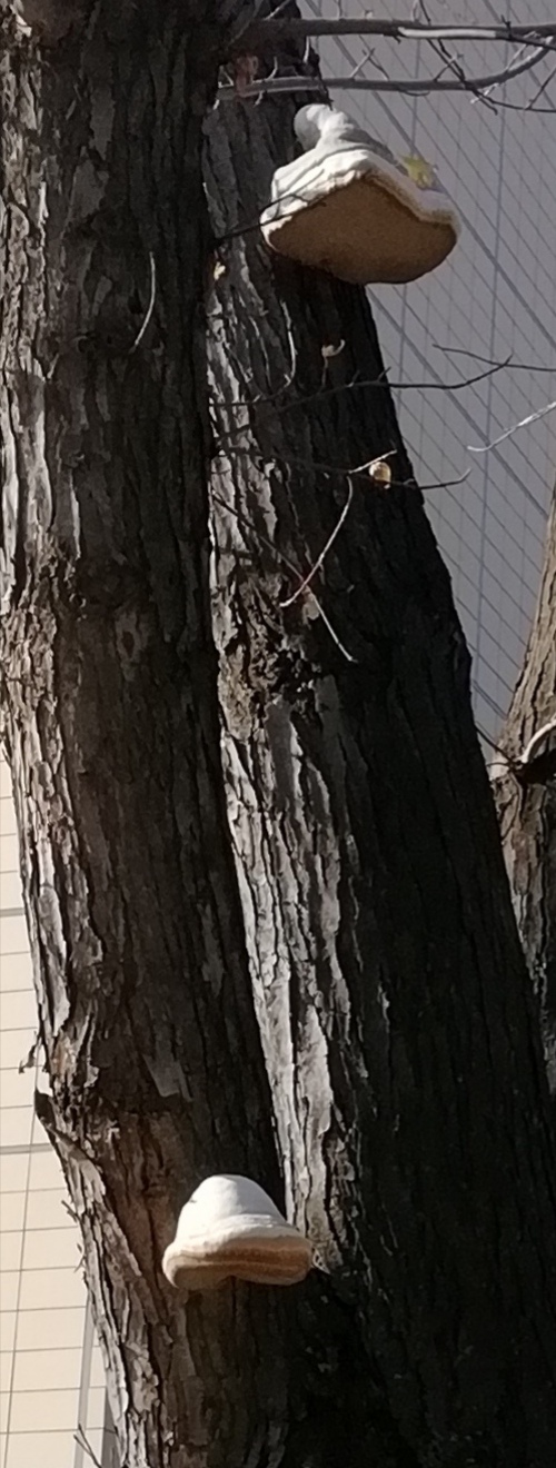 Taplópár: bükkfatapló