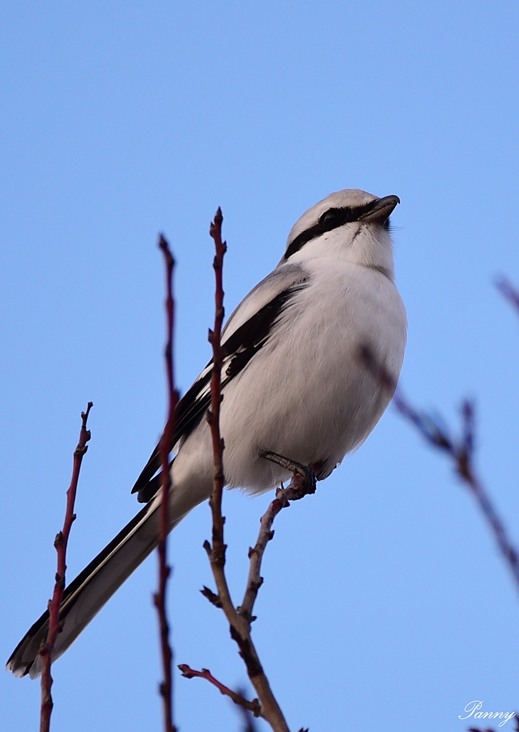 Nagy őrgébics - védett, 50.000 Ft/egyed