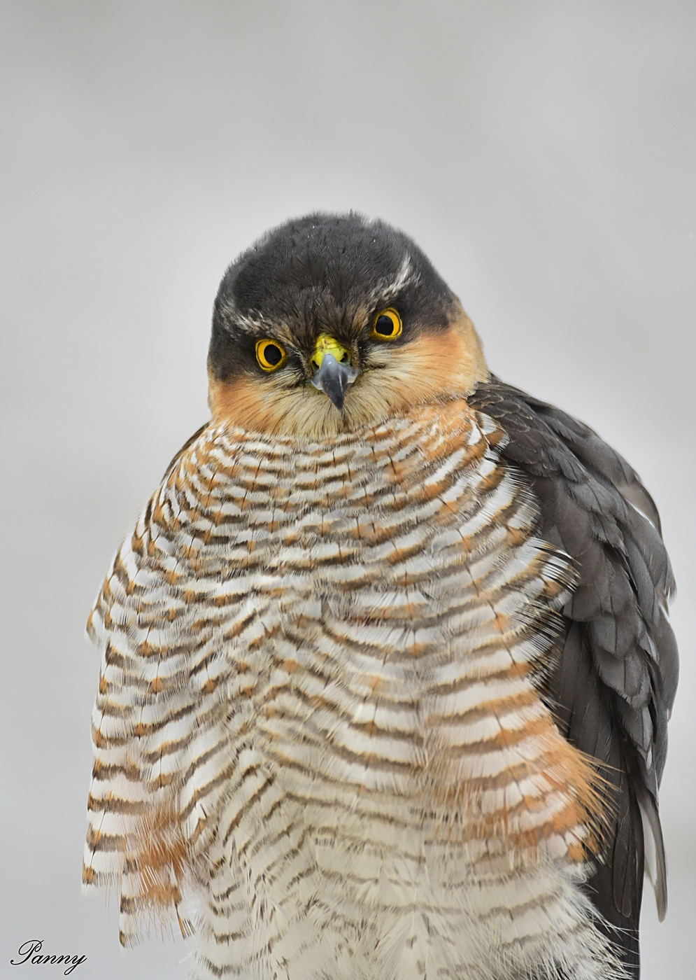 Karvaly - védett, 50.000 Ft/egyed