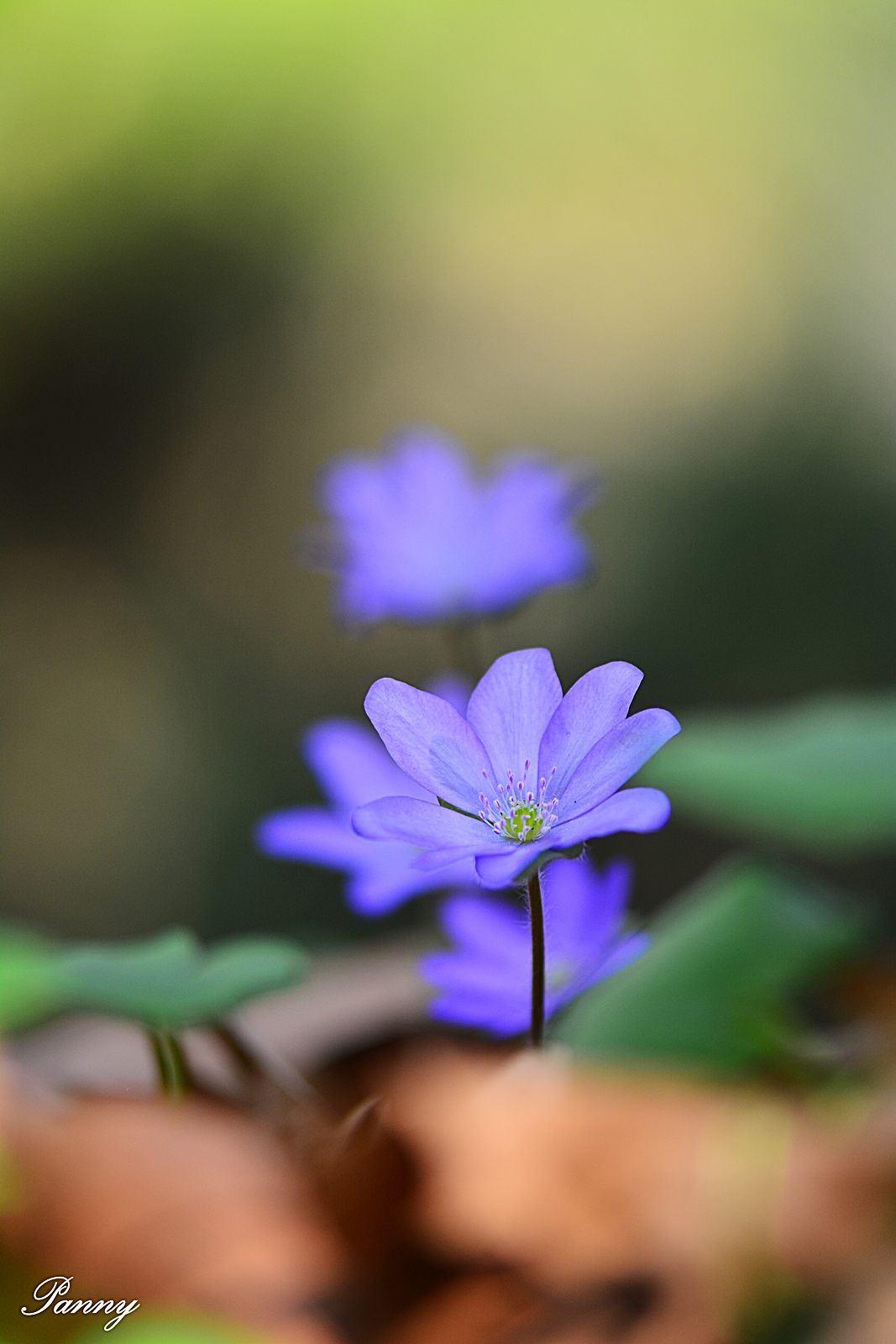 Nemes májvirág - védett, 5.000 Ft/egyed