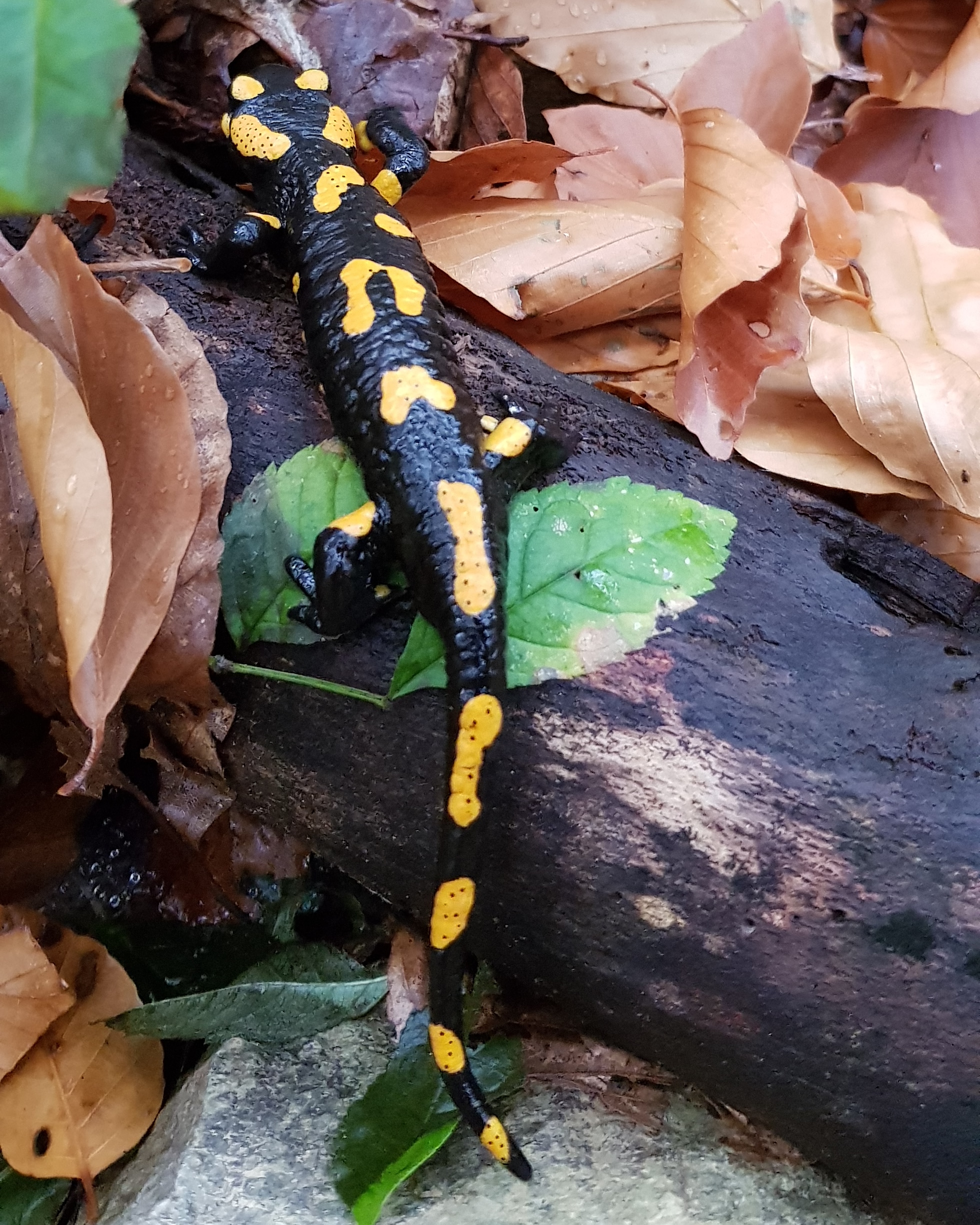 Foltos szalamandra - védett, 50.000 Ft/egyed