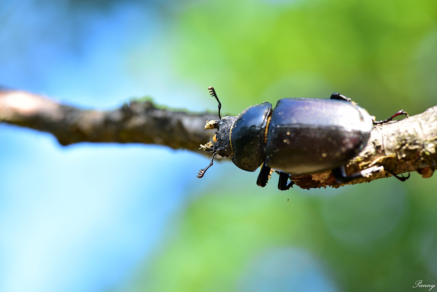 Nagy szarvasbogár (nőstény) - védett, 10.000 Ft/egyed