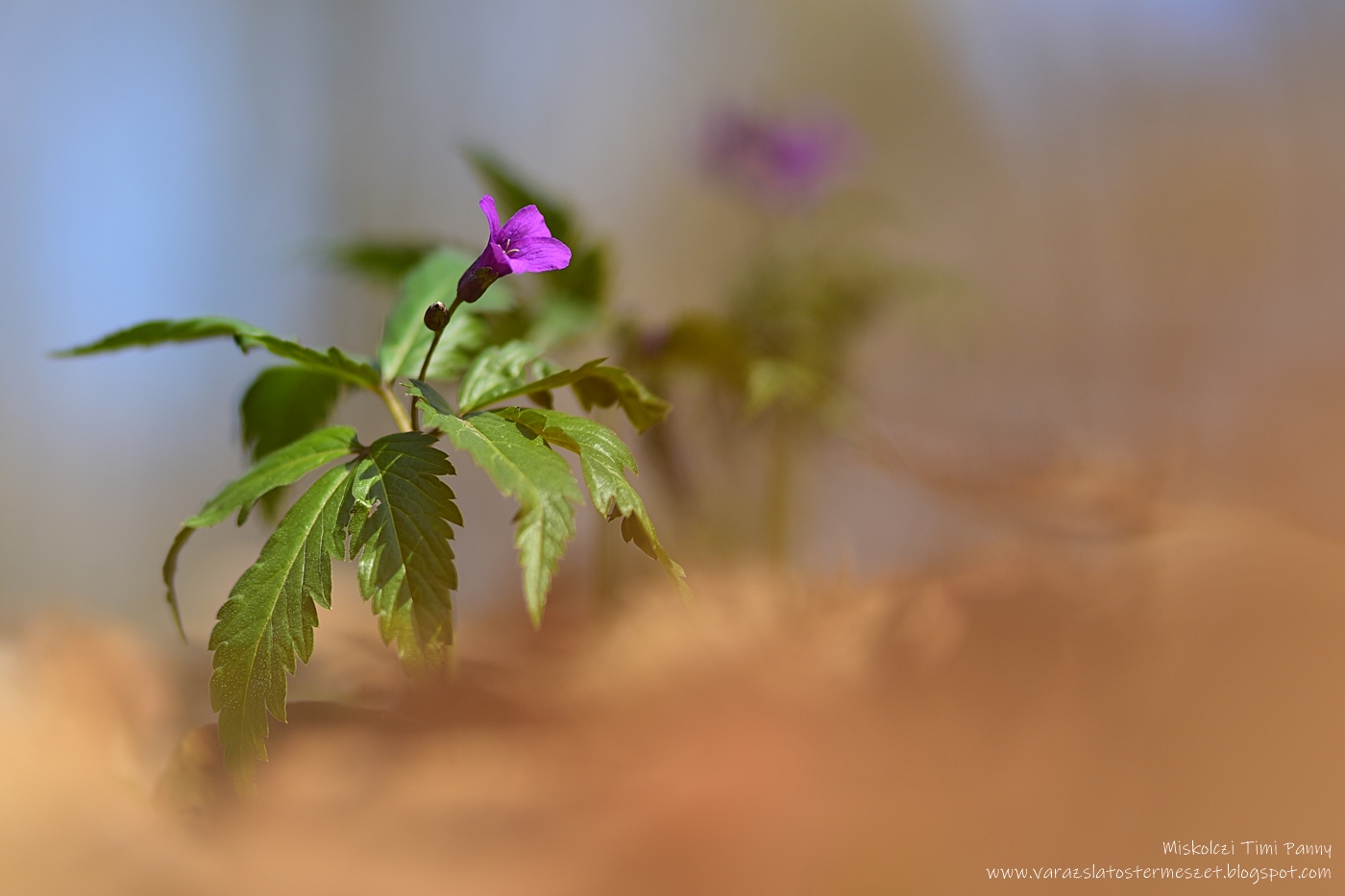 Ikrás fogasír - védett, 10.000 Ft/egyed