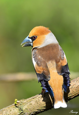 Meggyvágó (hím) - védett, 25.000 Ft/egyed