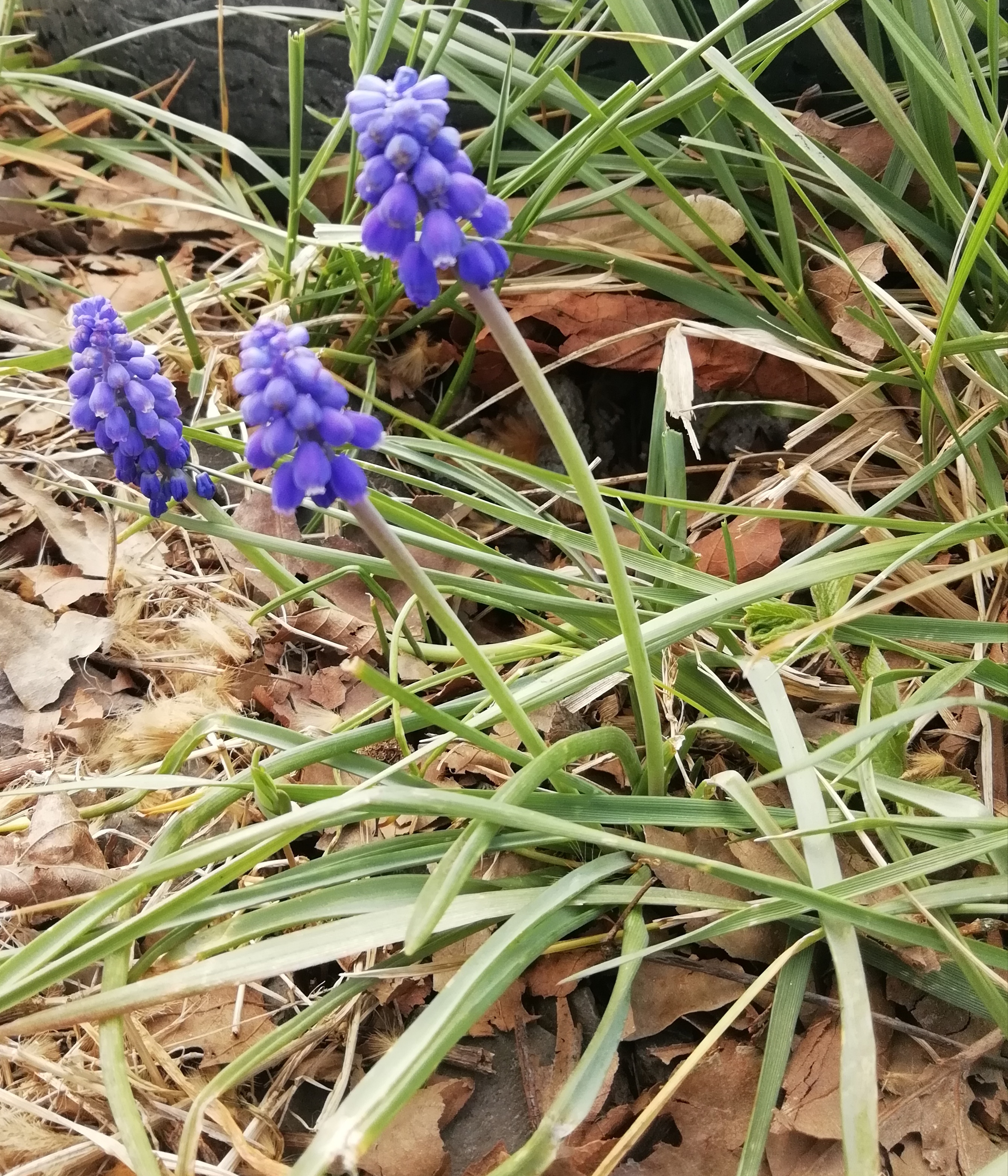 Fürtös gyöngyike (2)