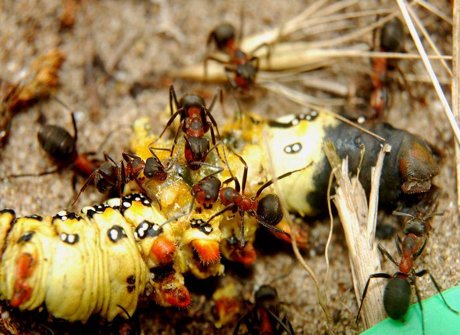 Réti vöröshangyák - fészkük (bolyuk) védett, 50.000 Ft