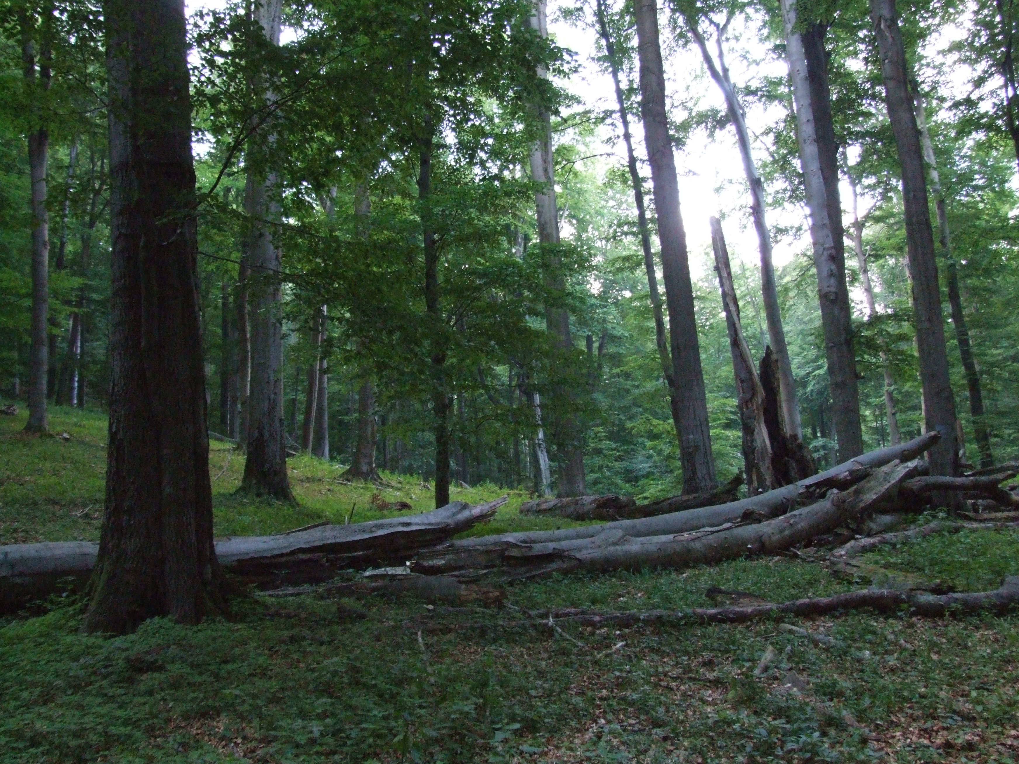 Bükki Őserdő Erdőrezervátum