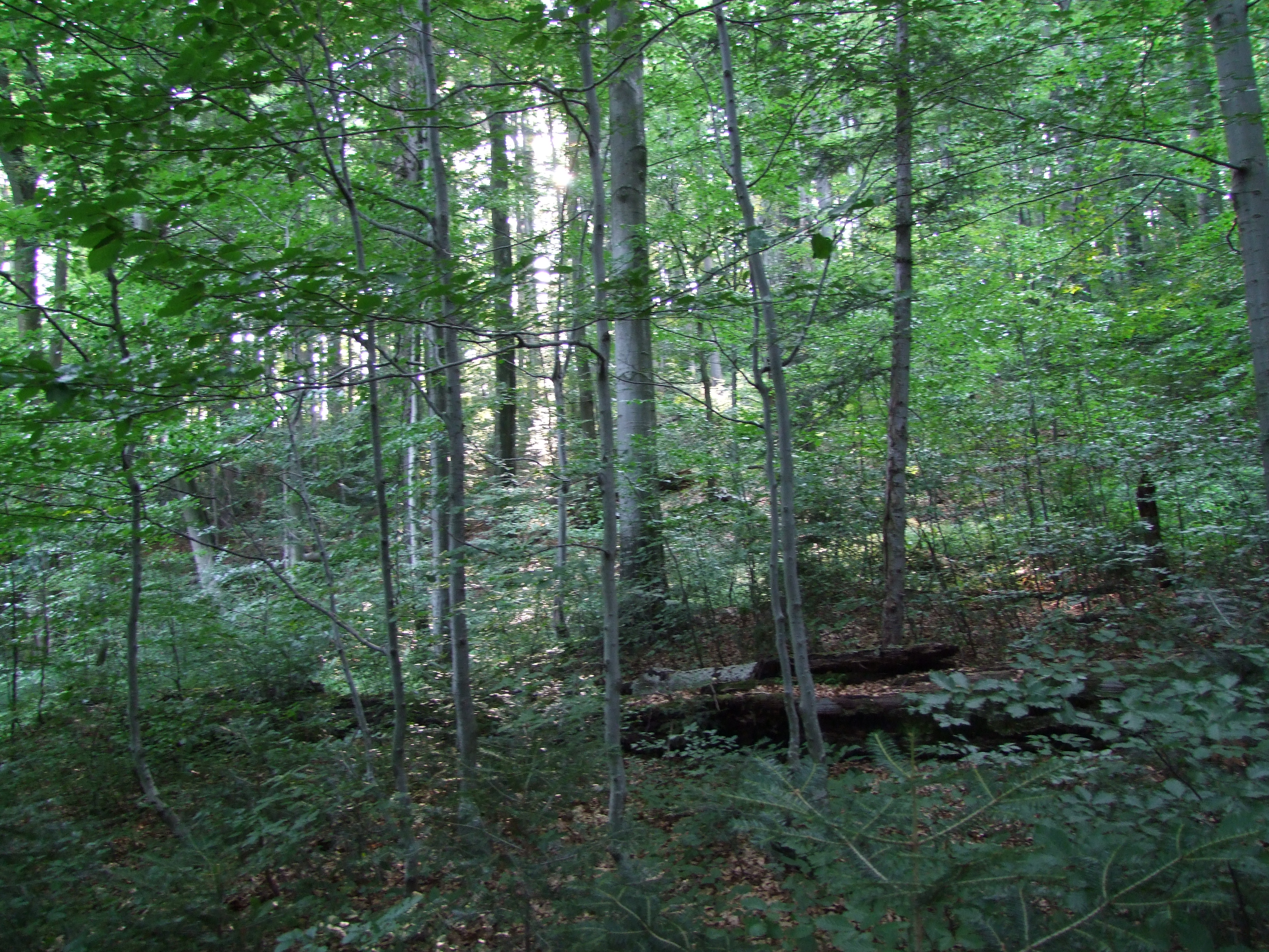 Őserdő Stužica, nemzeti természeti rezervátum, Szlovákia (2)