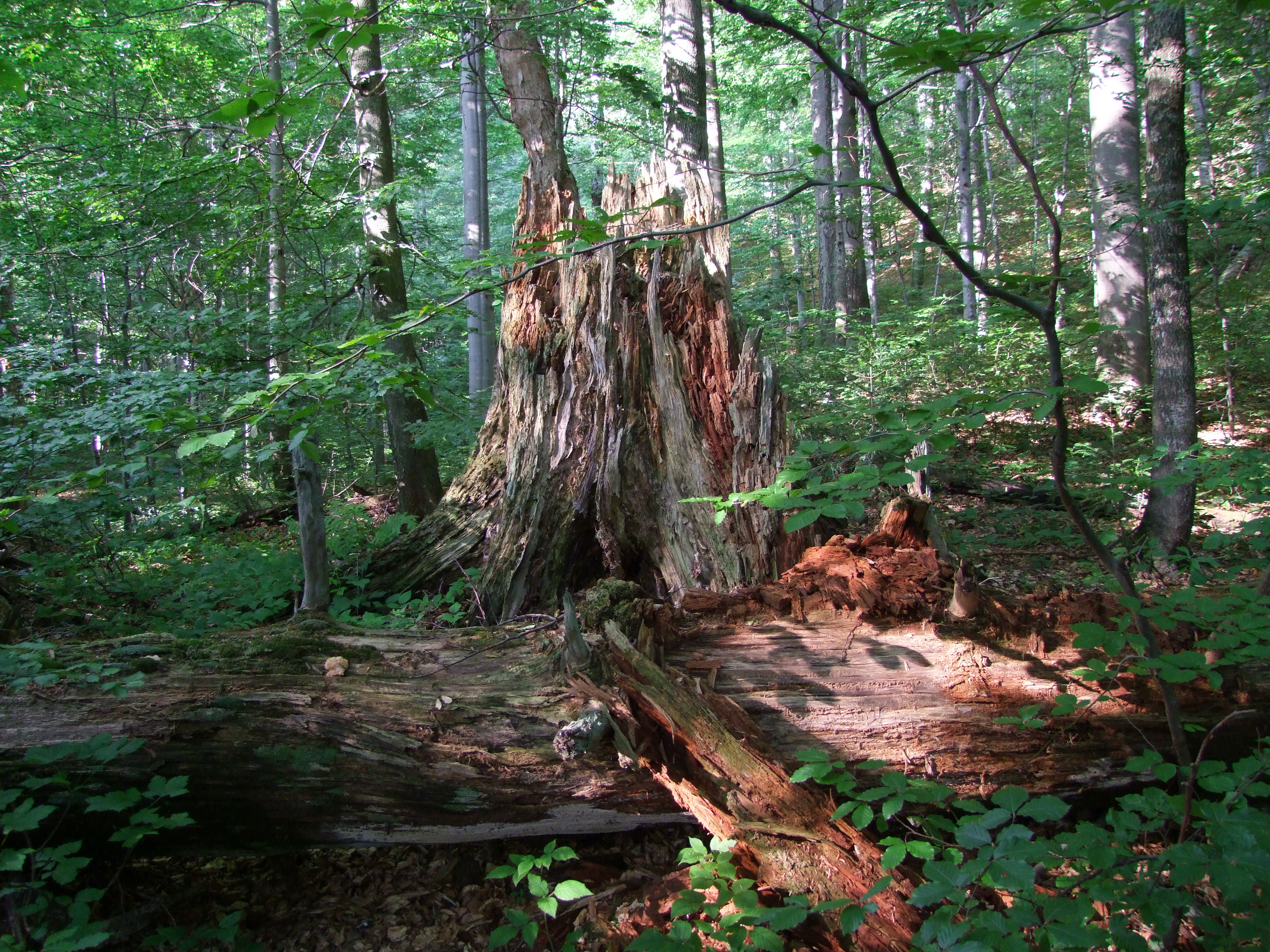 Őserdő Stužica, nemzeti természeti rezervátum, Szlovákia