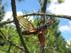 stag-beetle-644129_1280.jpg