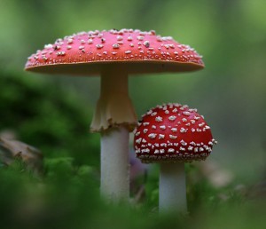 fly-agaric-1006896_1280.jpg