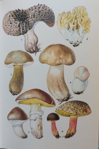gombakepek-2.jpg