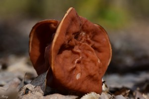 vorosbarna-papsapkagomba9.jpg